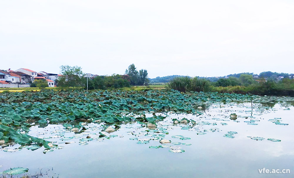 鄉(xiāng)情 鄉(xiāng)情